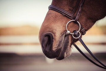 Horse bit in horse mouth. Equestrian equipment.