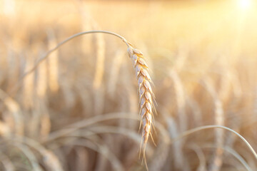 Ripe ear of wheat on background of blurred field. Harvest, farming, plant growing. Global grain...
