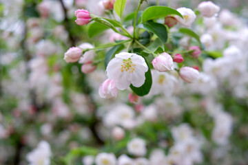 Naklejka na ściany i meble Flowers of Apple tree Fuji in the sun in the spring