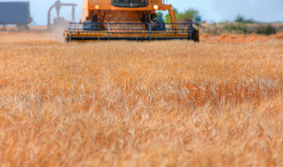 Fototapeta na wymiar Combine harvester harvesting wheat field with amazing blue sky 
