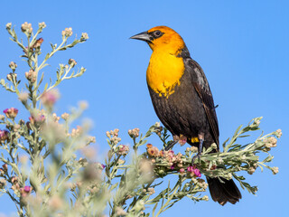 Yellow-headed Blackbird
Henderson Bird Viewing Preserve
Henderson, Nevada