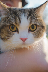 closeup scottish cat tabby in arm of owner