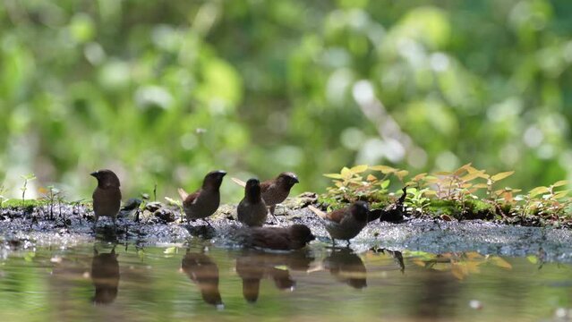scaly-breasted munia or spotted munia bird drinking water in pond.