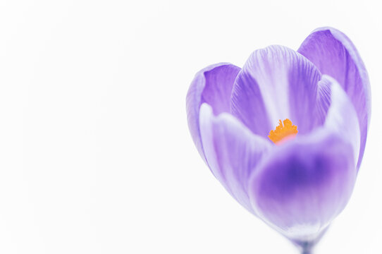 immagine primissimo piano con dettaglio di stame e corolla di fiore crocus su sfondo bianco, sfocatura graduale dei petali