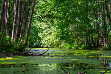 The sun shining through the trees down on a pond in the forest.