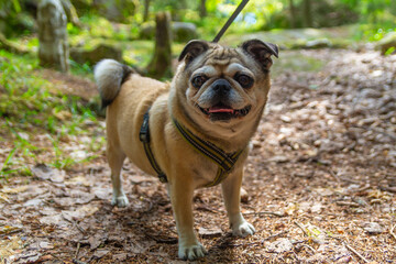 Happy pug dog on a leash in the forest on a summer day.