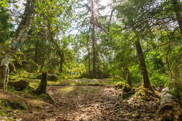 Footpath going through the forest on a summer day.