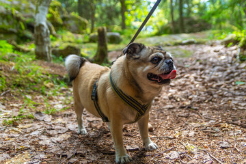 Happy pug dog on a leash in the forest on a summer day.