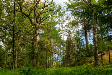 Lush forest on a summer day.