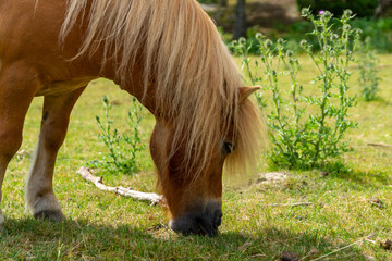 Red horse eating grass in a field on a sunny summer day in Sweden.
