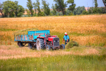 A farmer with a pitchfork pitches hay  for the cow loading hay onto a tractor trailer