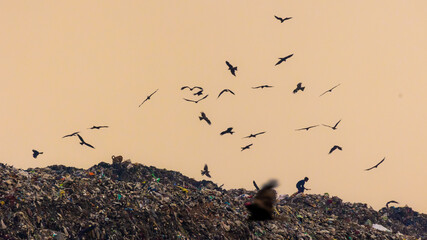 Boy on a waste yard collecting plastic