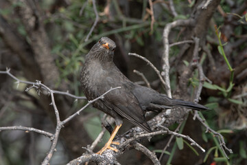 Bird perched on a branch with a defiant look at the camera. daytime
