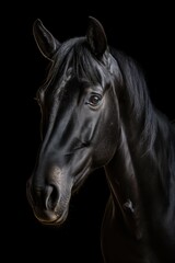 Fototapeta na wymiar Portrait of black horse isolated on black background