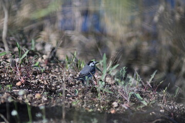 wagtail on the ground