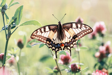 Motyl paź królowej na kwiatku na łące - obrazy, fototapety, plakaty