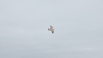Seagull on land, storm at sea.