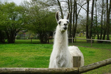 Obraz premium Llama portrait, photographed in April 2023, on the Suffolk farm
