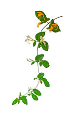 Obraz premium Close up of flowers