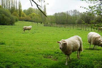Obraz premium Sheep on the field, wet April, Suffolkm 2023