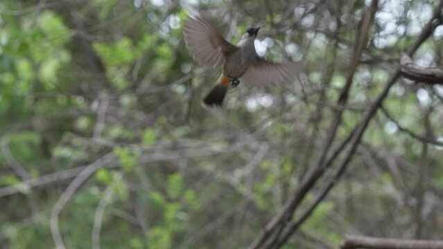 Sooty-headed bulbul Flying hovering and eating worms , Bird watching in forest