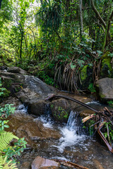 View of the stream on the Hanakapiai Falls Trail in Kauai, Hawaii