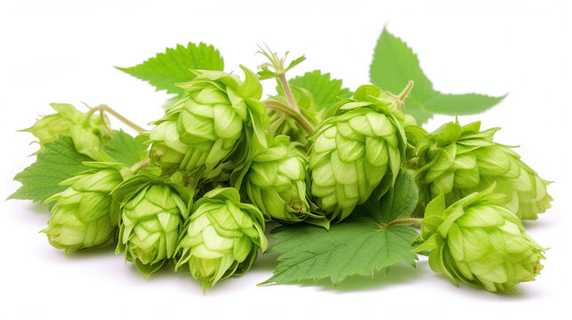 Close shot of hops on white background.