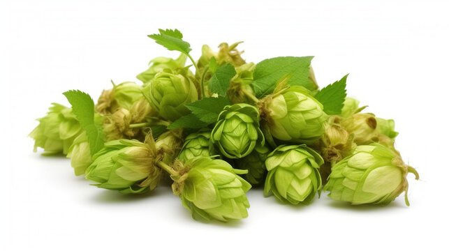 Close shot of hops on white background.