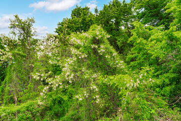 Blooming acacia tree in the forest