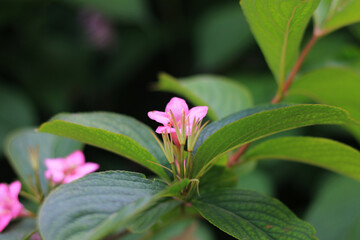 pink flower in the garden