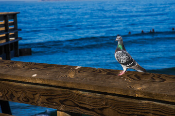 Pismo Beach to Golden Gate Bridge