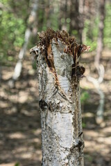 a piece of old one white broken tree birch stands in the forest