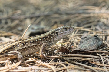 one small wild gray brown lizard sits on dry needles on the ground in the forest