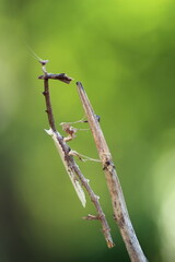 Empusa pennata perches on a dry branch with bokeh background