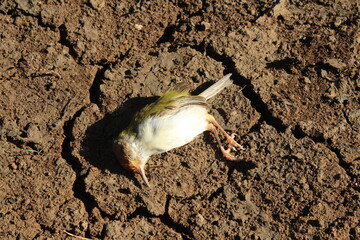 Orthotomus Sutorius bird carcass on dry land