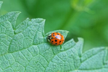 one little red ladybug sits on a green leaf of nettle in nature