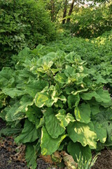 wild burdock plants with large green leaves outdoors in nature