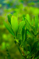 close up of green leaves