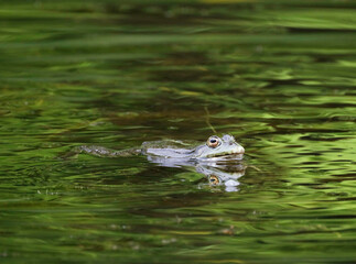 A Water Frog (Rana esculenta) in a pond, Heilbronn, Germany