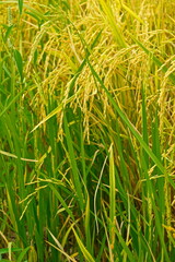 Rice field agriculture grain food  yield season