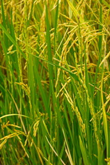 Rice field agriculture grain food  yield season