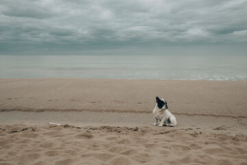 Portrait of a French bulldog by the beach on a very overcast day.