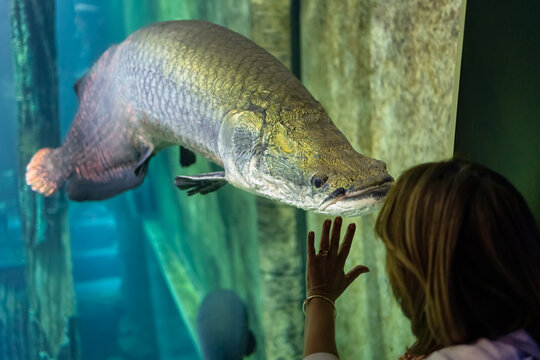Huge catfish silurus in a fish tank looking at a tourist woman who puts her hand on the glass that separates them.