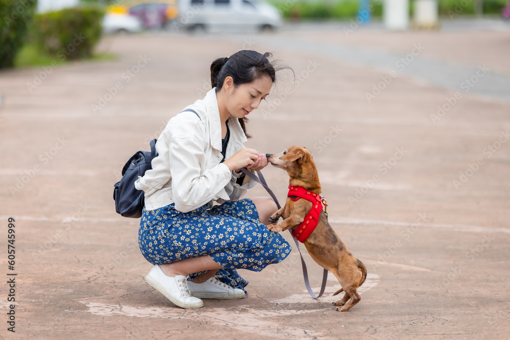 Wall mural Asian woman feed her dachshund dog at park