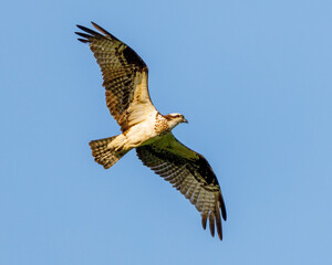 osprey in flight