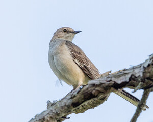 blue winged blackbird on a branch