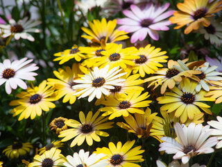 Cosmos in full bloom
