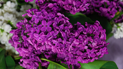 Fototapeta premium Bouquet of lilac macro shooting with a blurred background