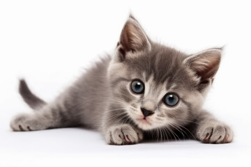 Obraz premium Cute little kitten isolated on white background. Generative AI.