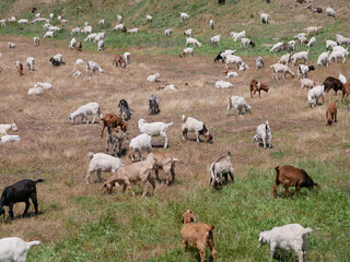Herd of goats eating grass in a drying field 